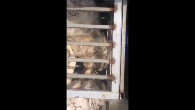 Пойманный волк #волкпойманный #охота смотреть онлайн