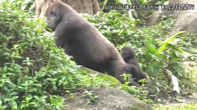 Tayari kisses Jabali#Gorilla Social Media | D'jeeco Family🦍short Film #金剛猩猩 #2022/198 |Taipei Zoo смотреть онлайн