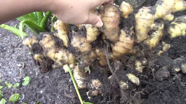 GINGER ROOTS 100% Organic, How Big Homegrown Ginger You Can Get? 02/08/2019 MVI 1766 Airplane Noise смотреть онлайн