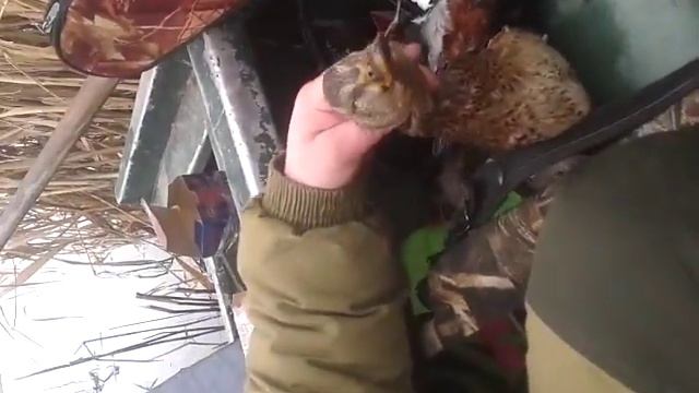 Охота на манок и подсадных смотреть онлайн