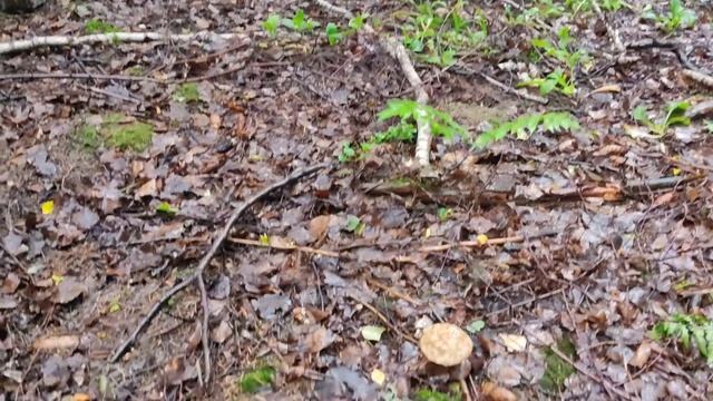 Мои любимые грибы  Часть четвёртая