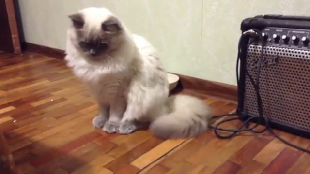 Котик играется хвостом смотреть онлайн