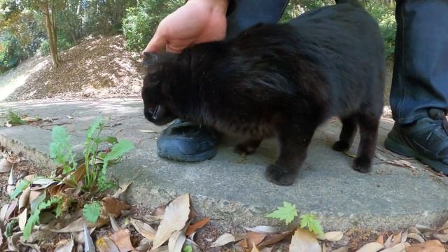 黒猫が可愛い声で鳴きながら足にスリスリしてきた смотреть онлайн