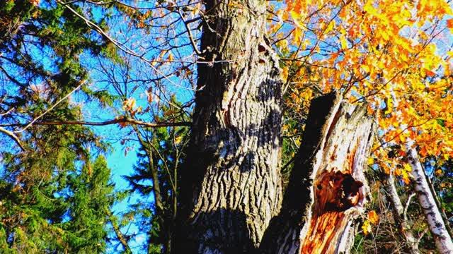 Нереальная осень 2018 смотреть онлайн