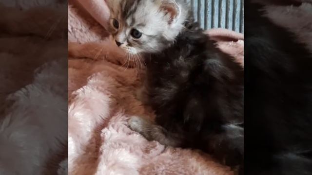 Black silver tabby siberian kitten смотреть онлайн