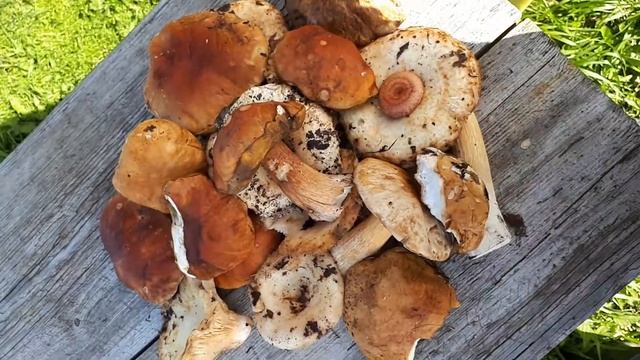Грибы грибочки))) смотреть онлайн