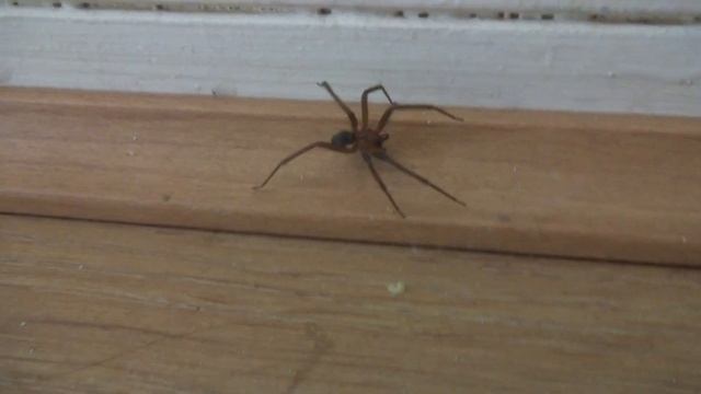 araña3 Loxosceles смотреть онлайн