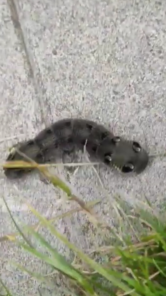 Семён приносит домой всё, что движется .