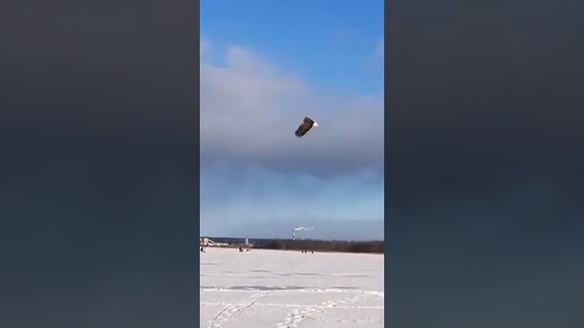 Орлан белохвост смотреть онлайн