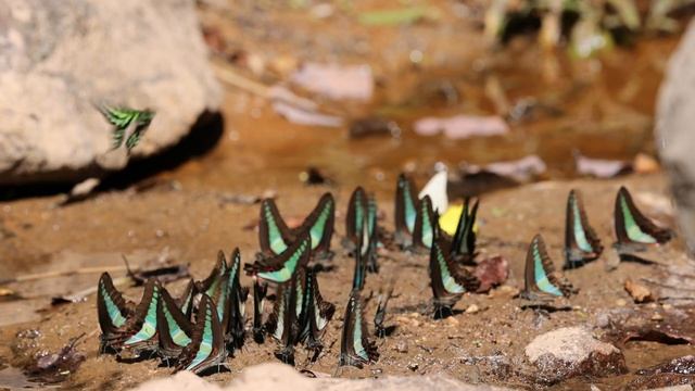 アオスジアゲハ(Graphium sarpedon)の集団吸水。27-Dec-2021 смотреть онлайн