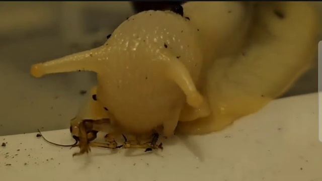 ⚠️Lissachatina fulica eating prekilled insects ⚠️WARNING not for everyone⚠️ смотреть онлайн