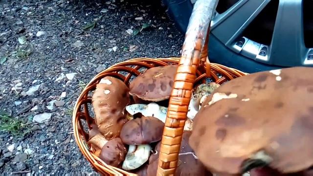 За грибами в светлый лес:-) ж