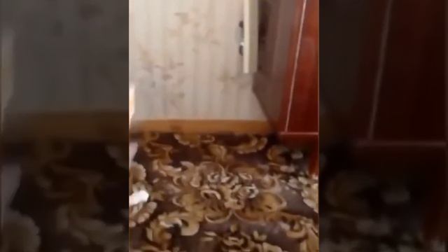 Что будет, если дразнить кота. смотреть онлайн