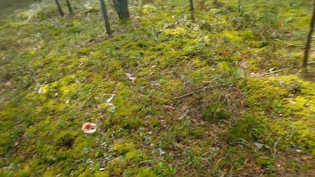 День в лесу/Заготовки на зиму смотреть онлайн