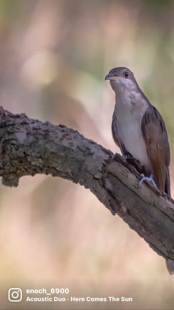 Yellow-billed cuckoo… instagram: @print_wildlife_images @enochisaac_wildlife_images смотреть онлайн