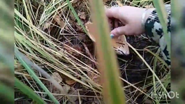 БОГАТЫЙ ОКТЯБРЬ НАГРАДИЛ смотреть онлайн