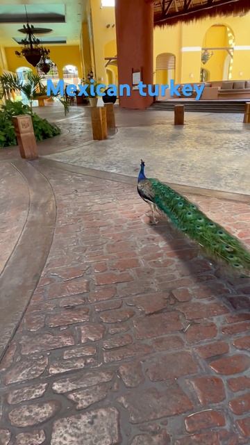 Peacock strolling through Cancun resort! смотреть онлайн
