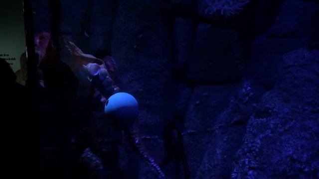 Monterey Bay Aquarium Giant Pacific Octopus смотреть онлайн