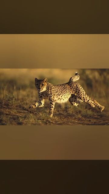 милые животные (песня граната) смотреть онлайн