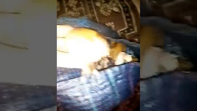 Назбирав багато грибів підпеньків, козарів і інших грибів смотреть онлайн