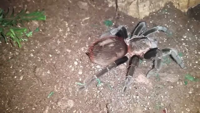 Tliltocatl threat posture Tarantula Takedowns 13 смотреть онлайн
