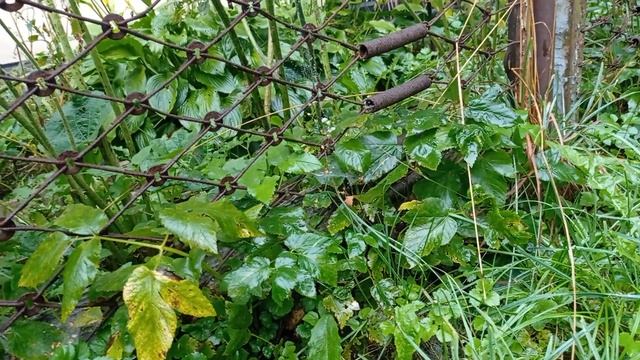 Нашла грибы, так у меня их пытаются отнять. Вот такие прохожие попадаются!