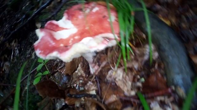 Сыроежка августа