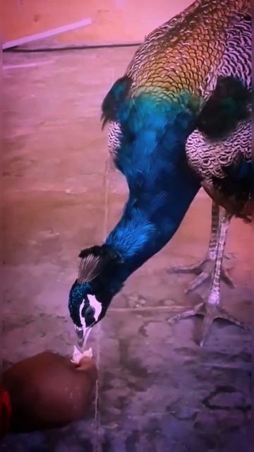 🦚 смотреть онлайн