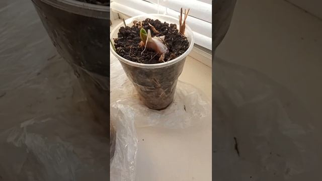 Триходерма какая мощная получилась. И эксперимент с чесноком в морозы. #триходерма