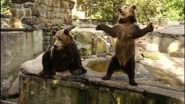 Танцующий медведь смотреть онлайн