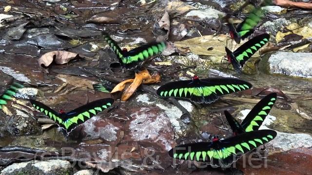 Raja Brooke’s Birdwings (T. brookiana), Malaysia. 20170723_132231.m2ts смотреть онлайн
