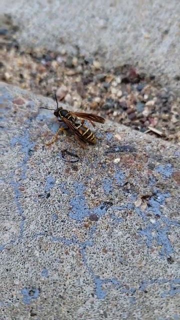A Wasp (Happy Fun Watching) смотреть онлайн