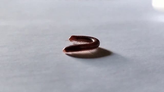 Archispirostreptus gigas | Millipede moving system | kenno poka | কেন্নো | close view | Biology смотреть онлайн
