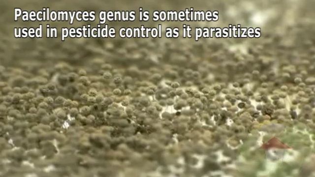 Paecilomyces Species