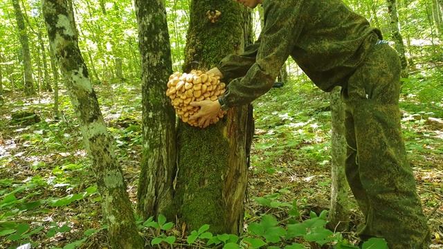 Опята. Опенок ссыхающийся. Летние опята. грибы пошли #тихаяохота #опята #грибы #mushrooms #moments