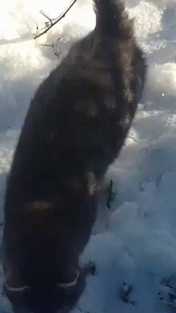 кот гуляет зимой смотреть онлайн