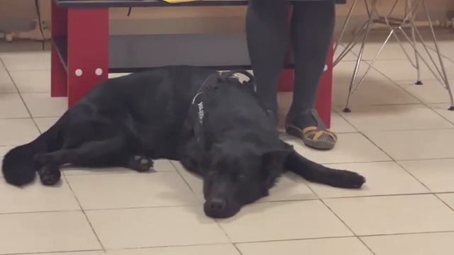 Библиотека+кинология+школа+врач=Барбоскины чтения. Б. Заходер "Песни бездомных собак. " смотреть онлайн