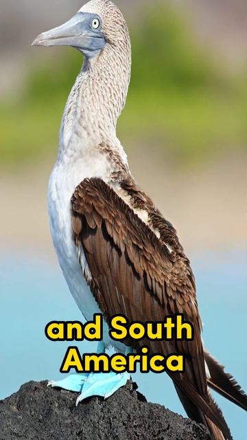 Top mysterious animals #animals #rare #short #youtubeshort #Blue-footedBooby смотреть онлайн