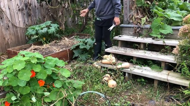 MAI TUNG CHI (BUTTERNUT SQUASH) BUL 1 LEKAH PUM 10 CHUANG LAI KA THAR VE RENG MAI!! смотреть онлайн