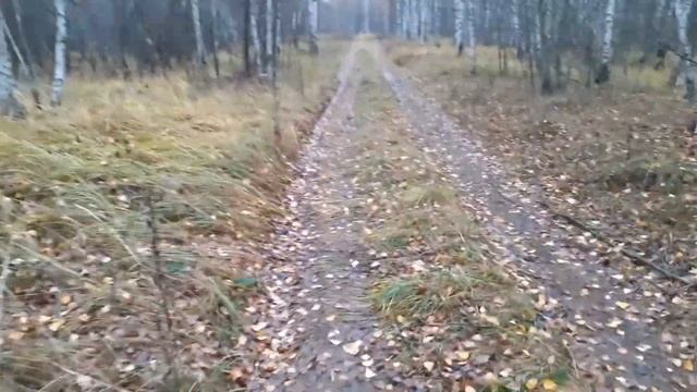В лес за грибами смотреть онлайн