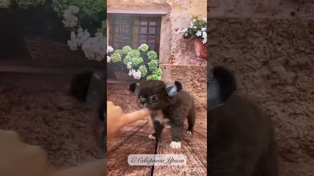 Голубая принцесса 🩵💙🩵 смотреть онлайн