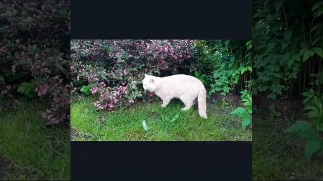 Британская кошечка играет с кустом смотреть онлайн
