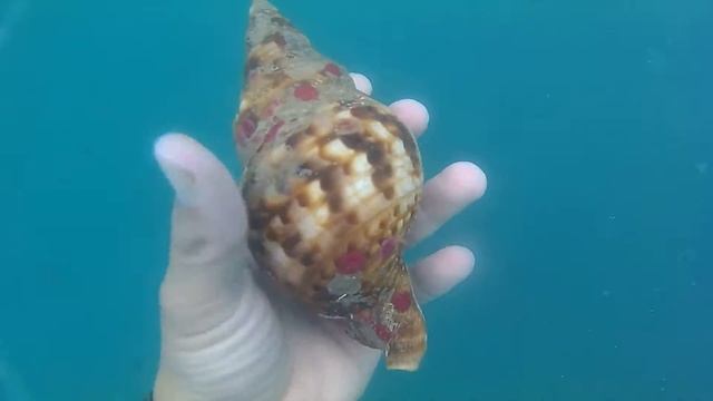 Caracol tritón del Atlántico (Charonia variegata) смотреть онлайн