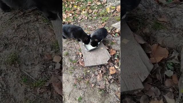 20 октября. Кошки в саду смотреть онлайн