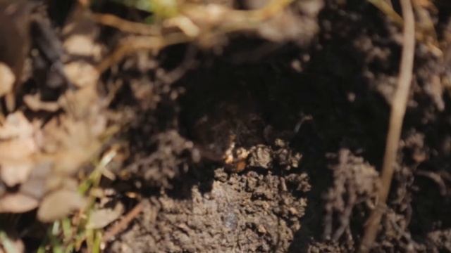Alla ricerca del tartufo con Giuliano