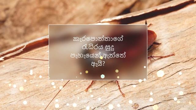 Science Concepts Video By Thisali Senodya Jayathunga смотреть онлайн
