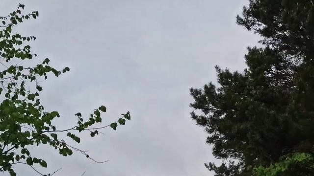 После дождичка в лесу, аисты над крышей. Белорусская деревня, май . смотреть онлайн