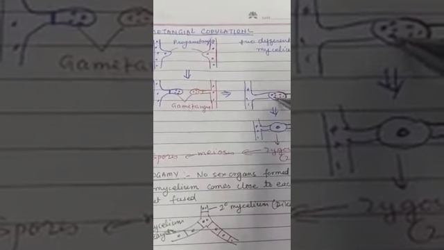 Suraj School, Rewari, Biological Classification Kingdom Fungi, Phycomycetes Class11 Biology
