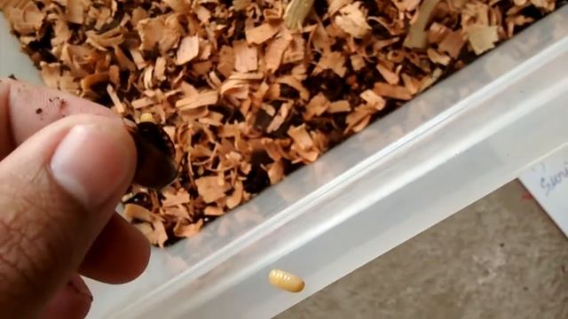 Pycnoscelus surinamensis (VÍDEO 2) смотреть онлайн