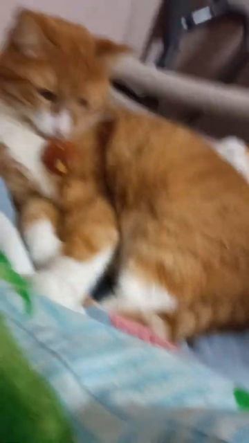 кот и мухомор